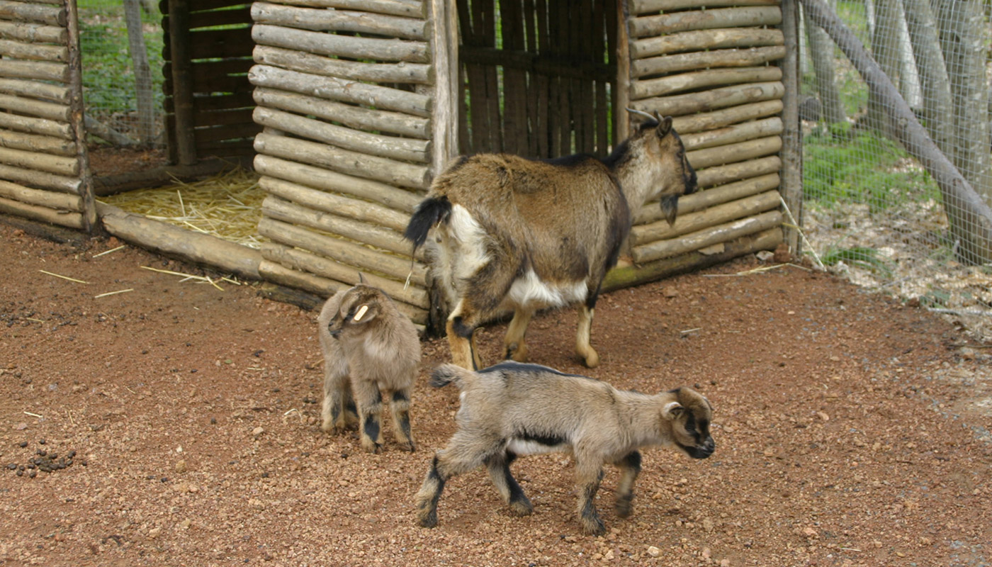 Image 50